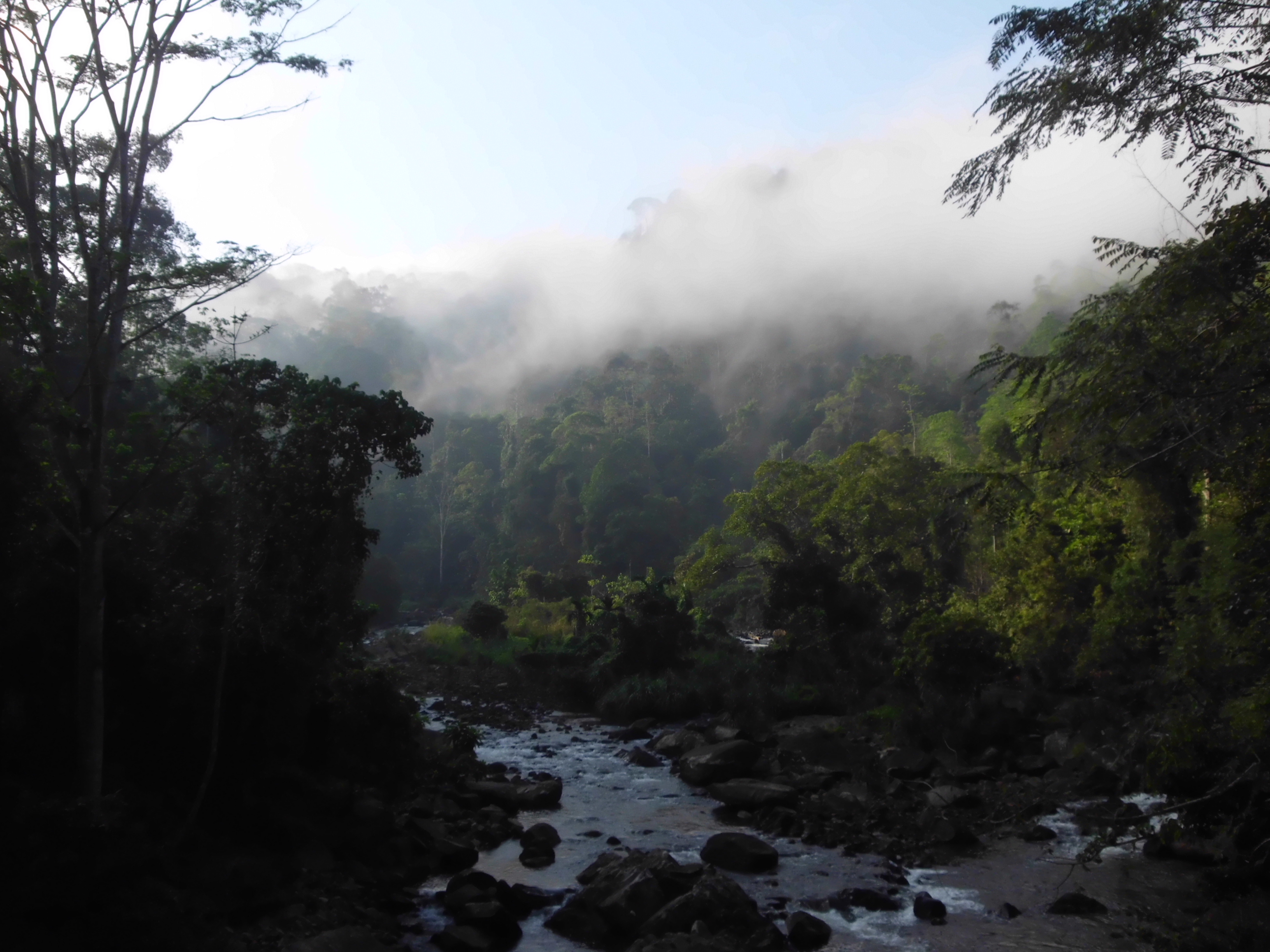 Mist rolling over the rainforest canopy and a rocky stream inside Sinharaja Forest Reserve